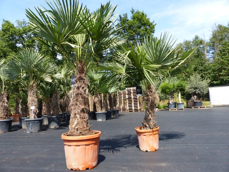 2 Stück im Palmenset Trachycarpus fortunei dicke Stämme 200 cm Hanfpalme, winterharte Palme bis -18°C