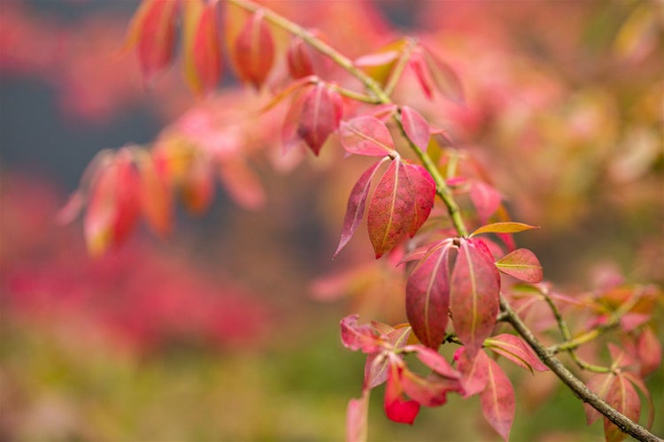 Euonymus fortunei 'Coloratus', Kriechspindel, ca. 9x9 cm Topf