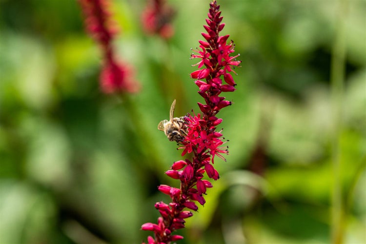 Eine Biene sammelt Nektar von einer roten Blumenähre.