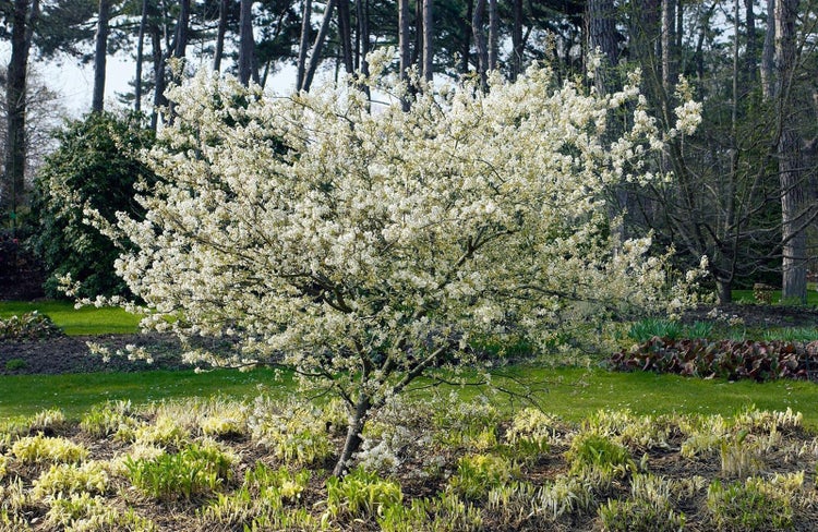 Blütenstände der Felsenbirne an einem Zweig