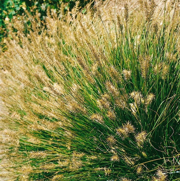 Pennisetum alopecuroides 'Little Bunny', Lampenputzergras, kompakt, 3-5 L Topf