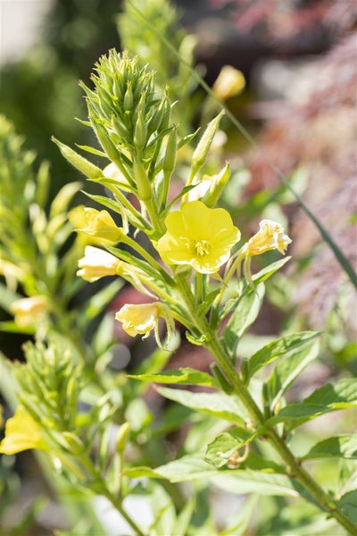 Oenothera biennis, Nachtkerze, gelb, ca. 9x9 cm Topf