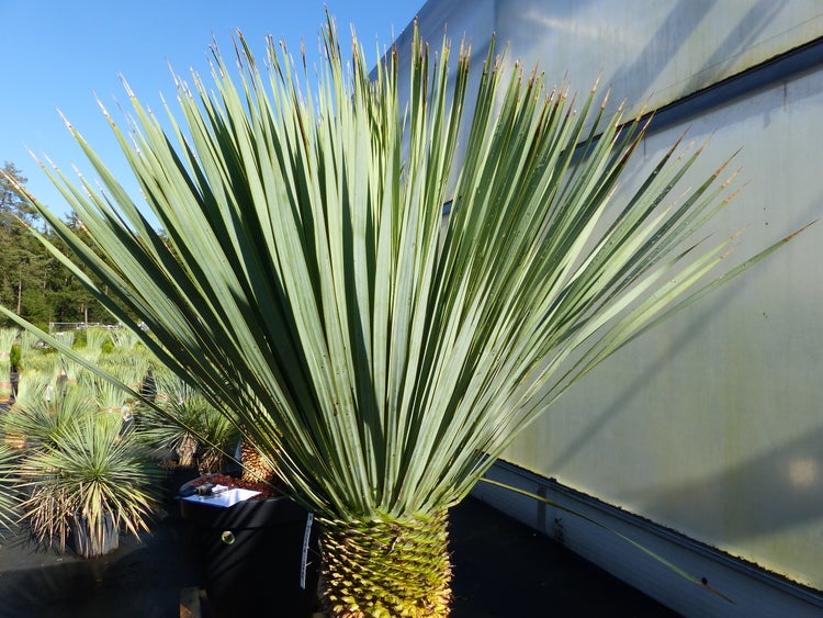 Yucca rostrata mit dickem Stamm und fächerförmig angeordneten, schmalen bläulich-grünen Blättern im schwarzen Pflanztopf.