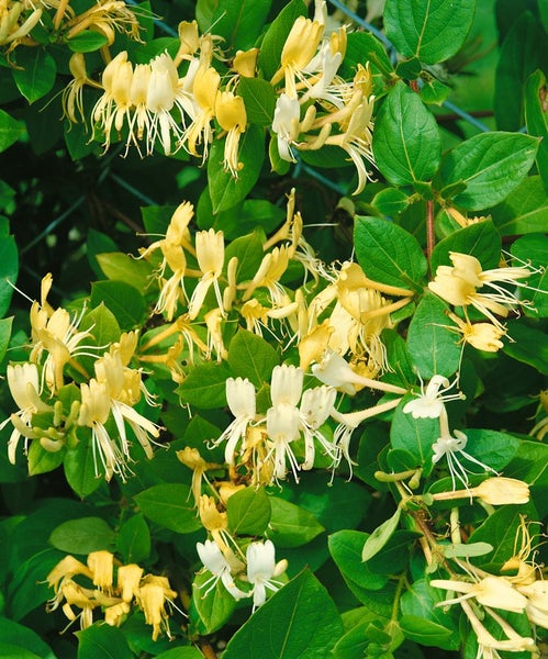 Lonicera japonica 'Halliana', Japanisches Geißblatt, cremeweiß, 40–60 cm