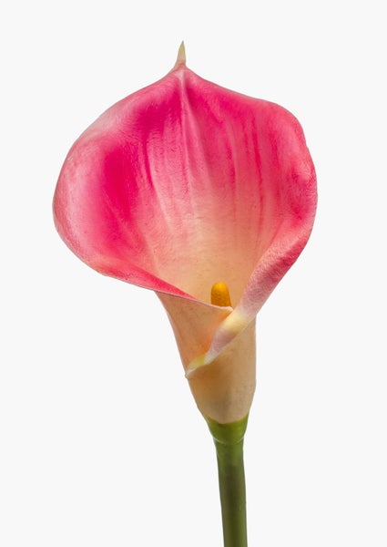 Nahaufnahme einer pinkfarbenen Calla-Blüte mit gelbem Blütenkolben und grünem Stängel.