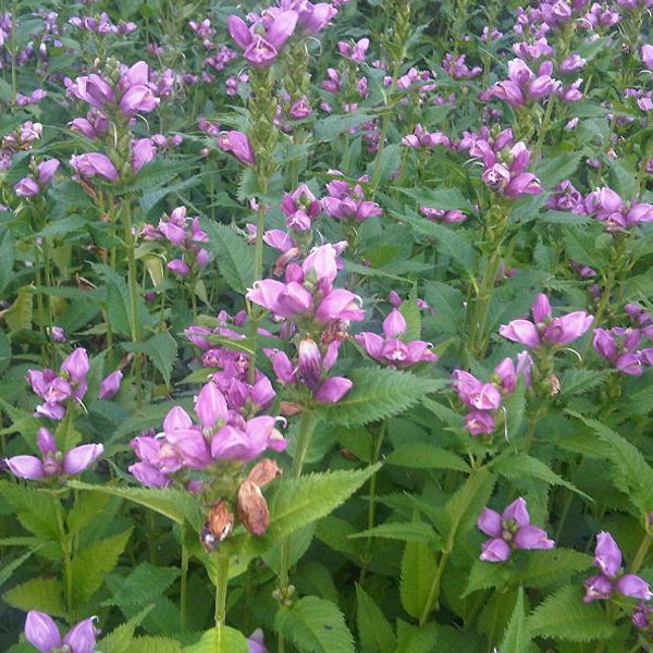Feld von Gelenkblumen mit grünen Blättern und violetten Blüten
