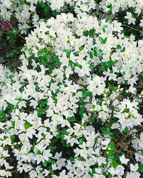 Nahaufnahme eines Rhododendronstrauchs mit weißen Blüten