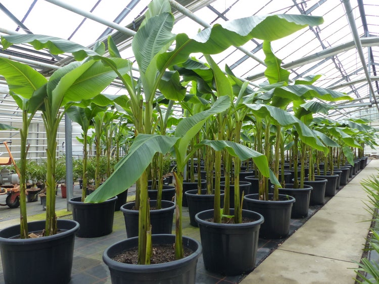 Bananenstaude als 3er Gruppe  Banane Musa Basjoo 220 cm winterhart Staude japanische Faserbanane