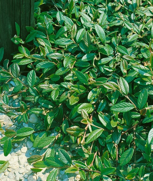Cotoneaster salicifolius floccosus, immergrün, 80–100 cm