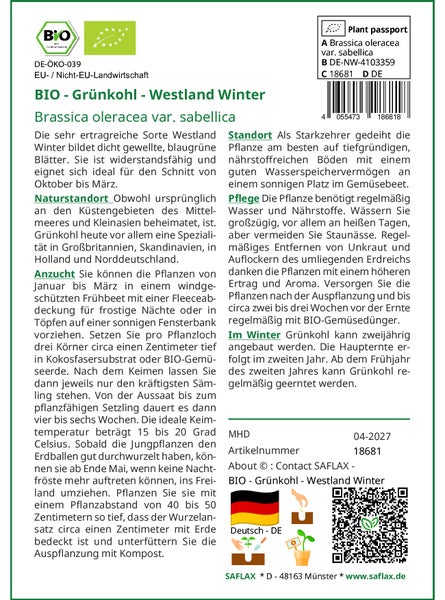 SAFLAX  - BIO - Grünkohl - Westland Winter - Brassica oleracea var. sabellica - 70 Samen