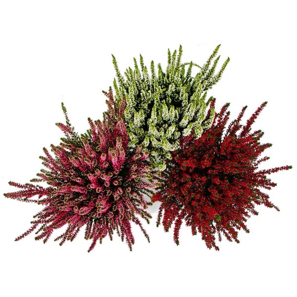 Calluna vulgaris Set mit 6 Pflanzen Besenheide Heidepflanze winterhart 11cm Topf  3 versch. Farben