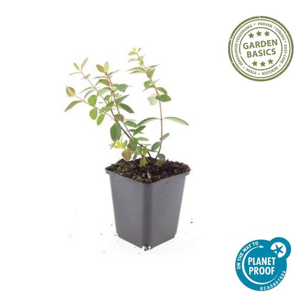 Junge Gartenpflanze in schwarzem Topf, Garden Basics Logo für einfache Pflege und On the way to Planet Proof Logo für Nachhaltigkeit.