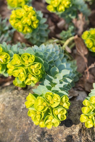 Euphorbia myrsinites, Walzen-Wolfsmilch, ca. 9x9 cm Topf
