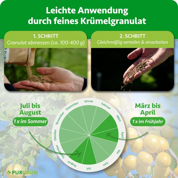 Infografik Anwendung Purgrün Dünger: Abmessen von circa 100-400 g und Verteilen. Düngezeiten: März-April und Juli-August. Purgrün Logo.