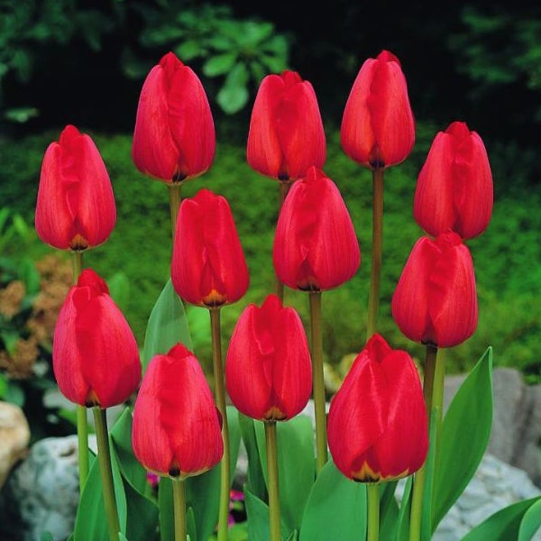 Gruppe roter Tulpen im Garten.