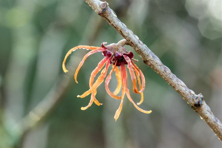 Hamamelis intermedia 'Jelena', Zaubernuss, kupferorange, 60–80 cm
