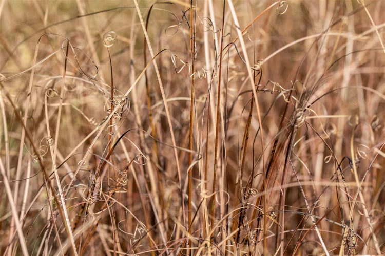 Carex comans 'Bronze', Ziergras, bronzefarben, ca. 9x9 cm Topf