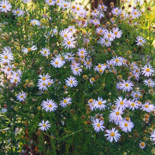 Asterstrauch mit weißen Blüten und gelber Mitte
