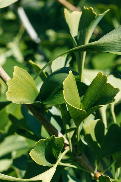 Nahaufnahme von Ginkgo-Blättern an einem Ast