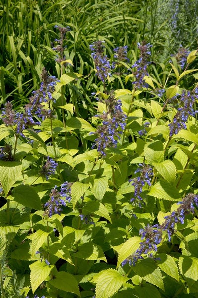 Agastache-Pflanze mit blauvioletten Blütenständen und gelbgrünem Laub.