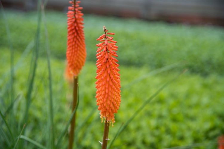 Kniphofia uvaria 'Alcazar', Fackellilie, orange-rot, ca. 11x11 cm Topf