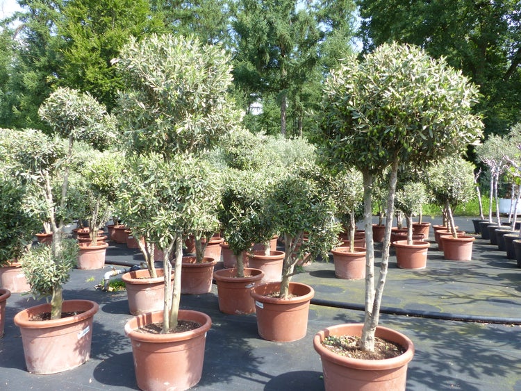 Olivenbaum 140 - 180 cm mit vielen Oliven winterhart Olea Europaea Bonsai