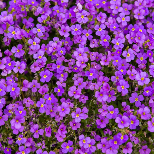 Blühende Blaukissen als Bodendecker