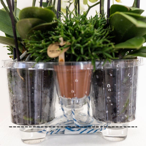 Kolibri Orchids weißes Orchideen-Set im Baumwollkorb inkl. Wassertank drei geschwungene weiße Orchideen Niagara Fall 12cm Mono Bouquet weiß mit Selbstversorger