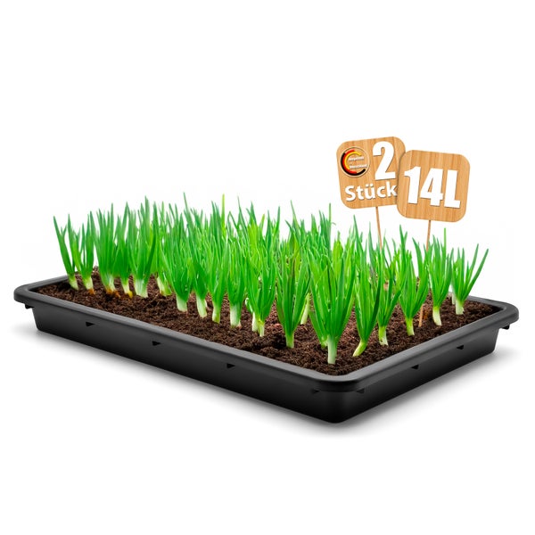 Zwiebelstecklinge im Anzuchtkasten mit Kennzeichnung zwei Stück und 14 Liter