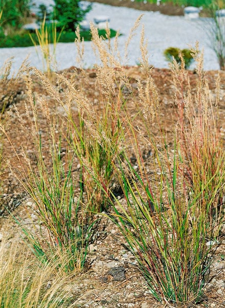 Achnatherum calamagrostis 'Algäu', Ziergras, ca. 9x9 cm Topf