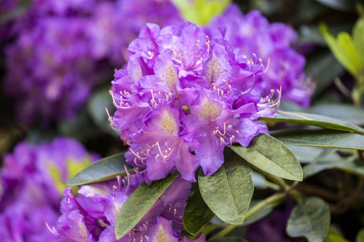 Rhododendron Hybr. 'Effner', Rhododendron, 30–40 cm, rosa Blüten