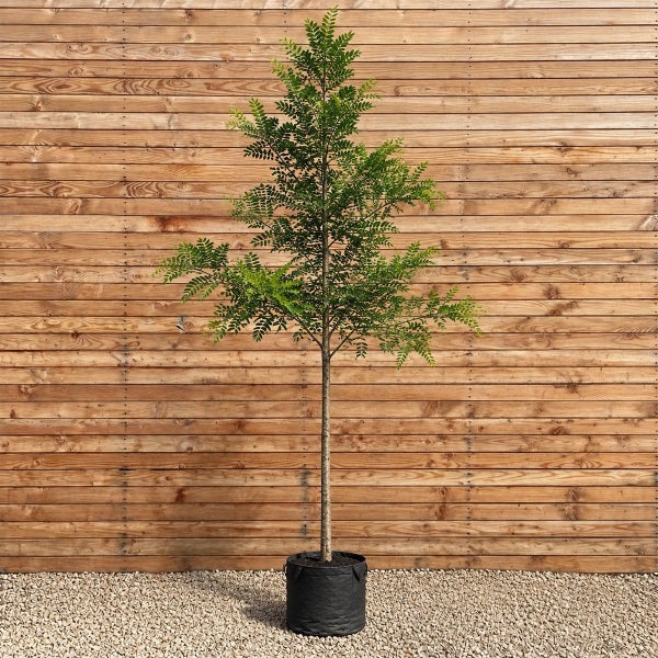 Junger Laubbaum in einem schwarzen Pflanzgefäß vor einer Holzwand.