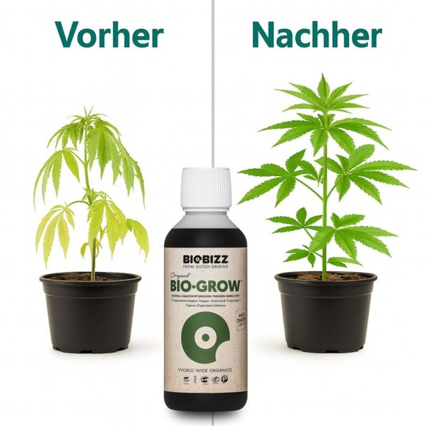 Biobizz Bio-Grow Flüssigdünger im Vorher-Nachher-Vergleich. Eine blasse Pflanze entwickelt sich zu einer gesunden, kräftig grünen Pflanze.