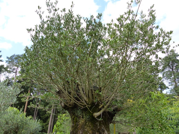 Alter Olivenbaum mit einem dicken, knorrigen Stamm und einer weit ausladenden Krone mit vielen schmalen Zweigen und grünen Blättern.