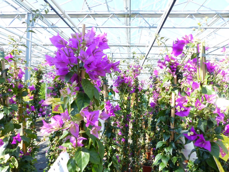 Bougainvillea-Pflanzen mit leuchtend violetten Hochblättern an Bambusstäben in einem hellen Gewächshaus.