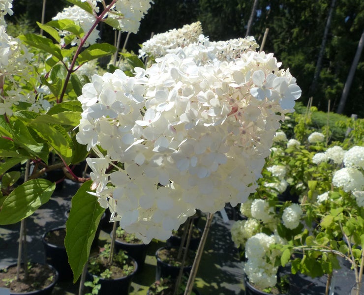 Rispenhortensie mit großen, weißen, kegelförmigen Blütenständen und grünen Blättern in Töpfen im Freien.