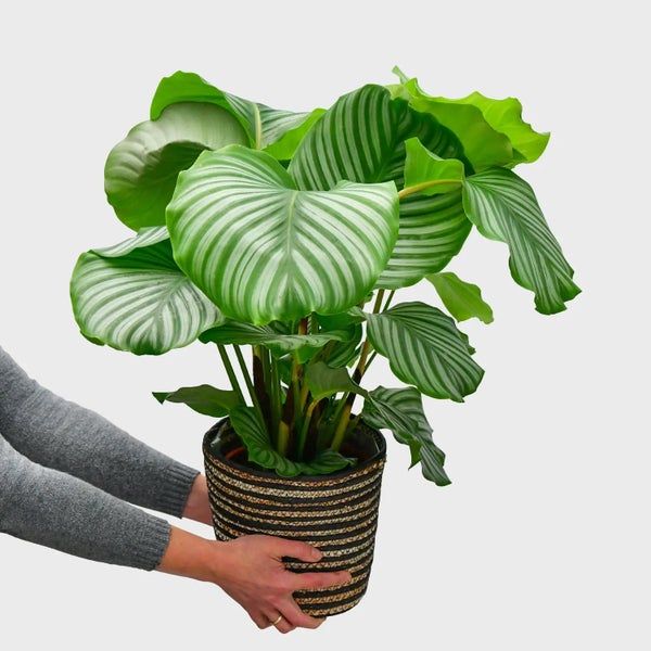 Calathea Orbifolia No.19 / 70 - 80 cm