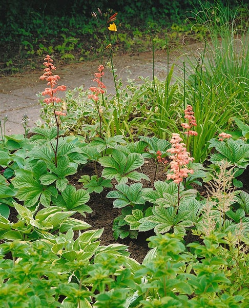 Üppiger Garten mit verschiedenen Pflanzen und Blumen