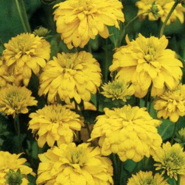 Gelbe Rudbeckia Blumen im Garten