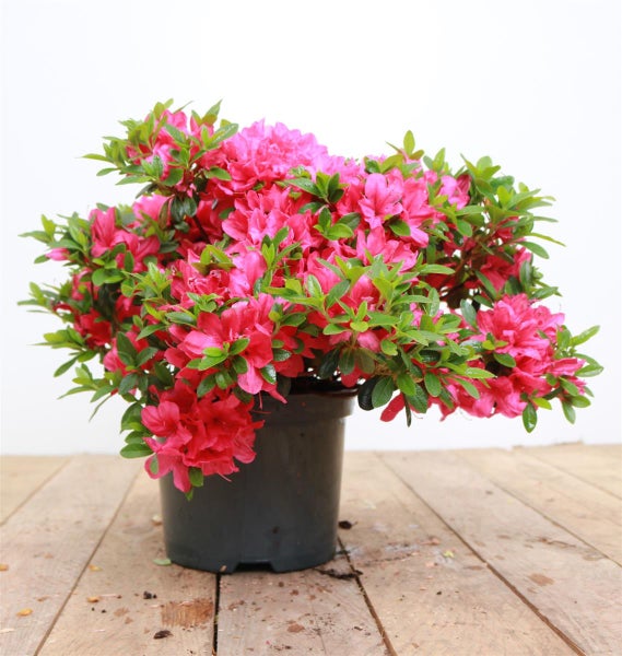 Blühende Azalee mit rosa Blüten in einem schwarzen Pflanztopf auf Holzbrettern.