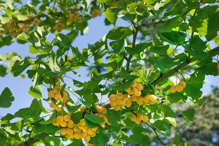 Ginkgo biloba 'Fastigiata', Fächerblattbaum, 100–125 cm