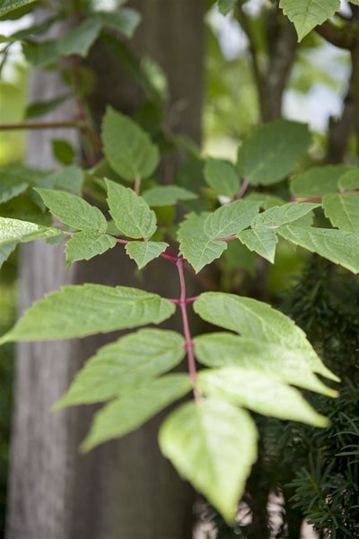 Ampelopsis megalophylla, 60–100 cm, dekoratives Laub