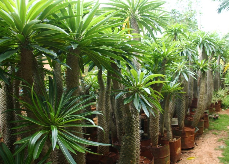 SAFLAX Garden to go - Madagascar - Palme - Pachypodium lamerei - 10 Samen - Mit Topf, Klima - Deckel und Anzuchtsubstrat