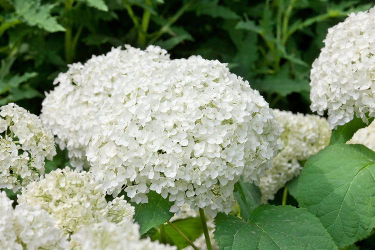 Hydrangea arborescens 'Grandiflora', Schneeballhortensie, weiß, 60–100 cm