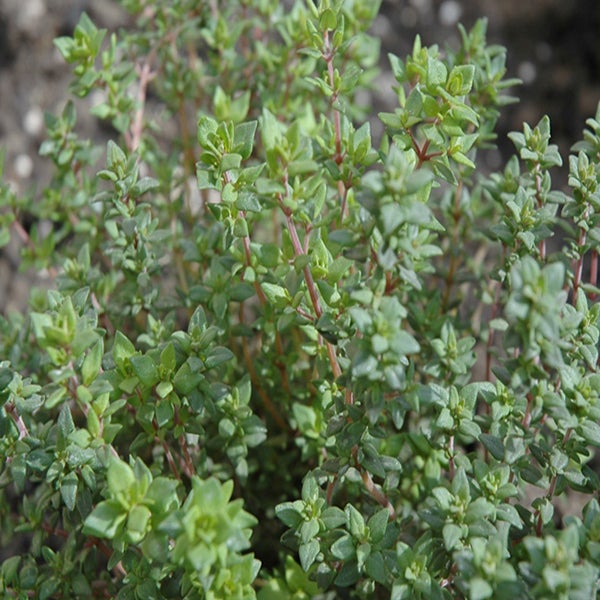 Thymian Pflanze im Detail