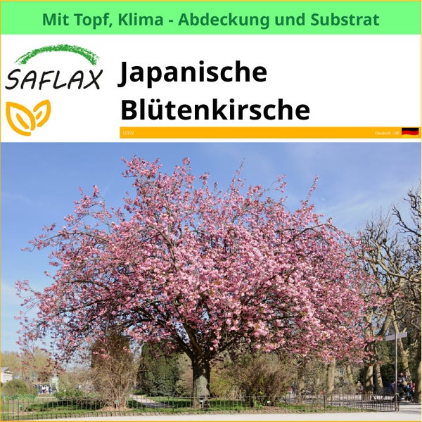 Japanische Blütenkirsche im Topf mit Klimaabdeckung und Substrat von Saflax