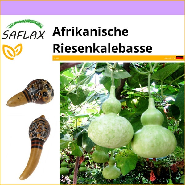 SAFLAX  - Afrikanische Riesenkalebasse - Lagenaria siceraria - 15 Samen