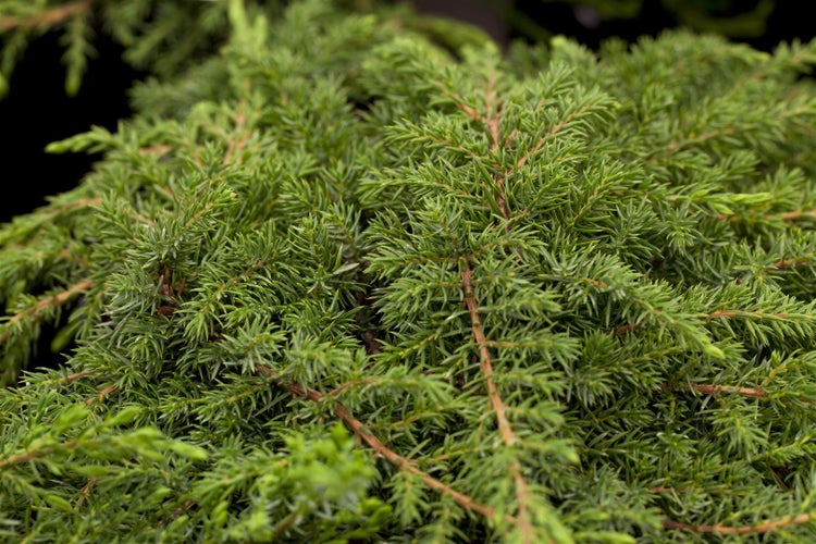 Juniperus communis 'Green Carpet', Wacholder, 30–40 cm
