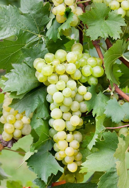 Vitis vinifera, Weinrebe, gelb, 40–60 cm