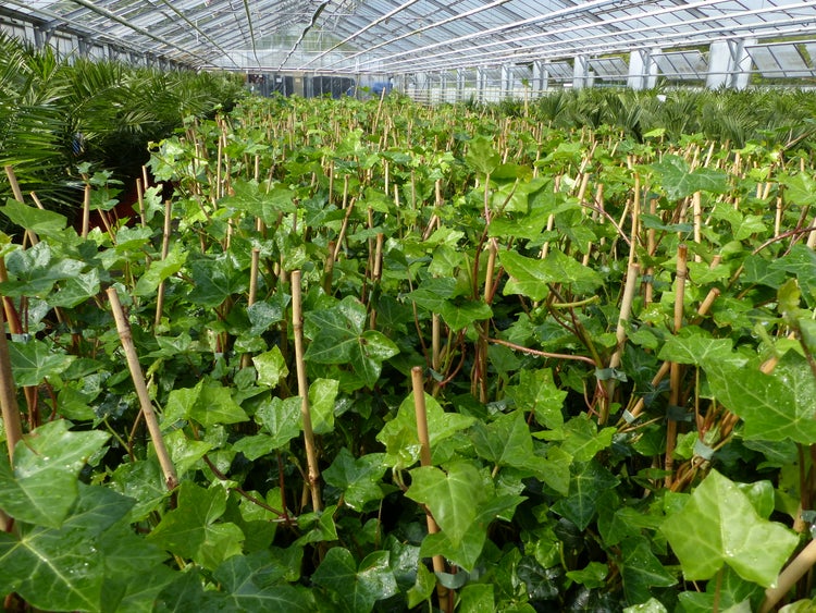 10 Stück Efeu Hedera helix 100 - 120 cm Heckenpflanze winterhart Kletterpflanze Hecke Sichtschutz blickdicht